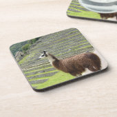 lama bier onderzetter (Linkerzijde)