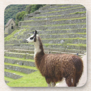 lama bier onderzetter