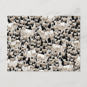 Lama, carte postale Llama