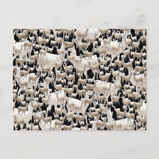 Lama, carte postale Llama (Devant)