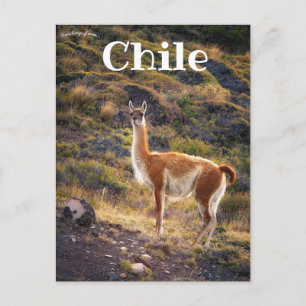 Lama in Chili Briefkaart
