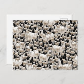 Lama, Llama Briefkaart (Voorkant / Achterkant)