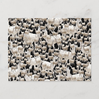 Lama, Llama Briefkaart