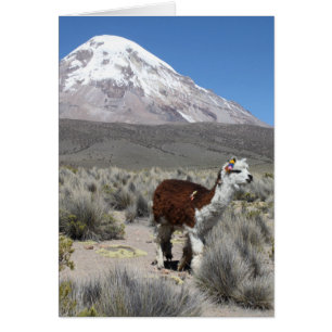 Lama par la montagne Sajama de neige, Bolivie