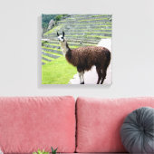 lama regarde toile (Insitu(Salon))