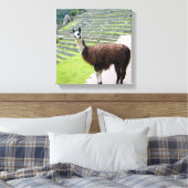 lama regarde toile (Insitu(Chambre))