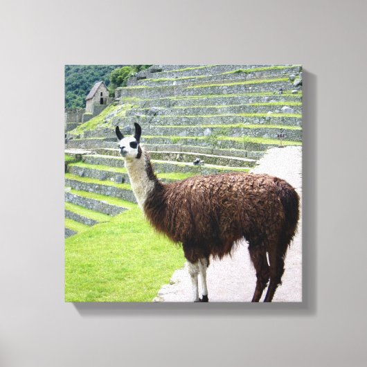 lama regarde toile (Recto)