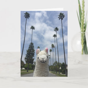 Lama sans la carte de voeux de drame