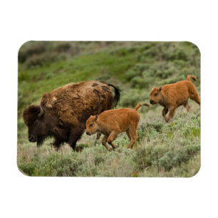 Lamar Valley Mini Stampede Magneet