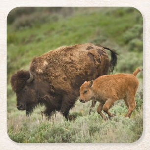 Lamar Valley Mini Stampede Vierkante Kartonnen Onderzetter