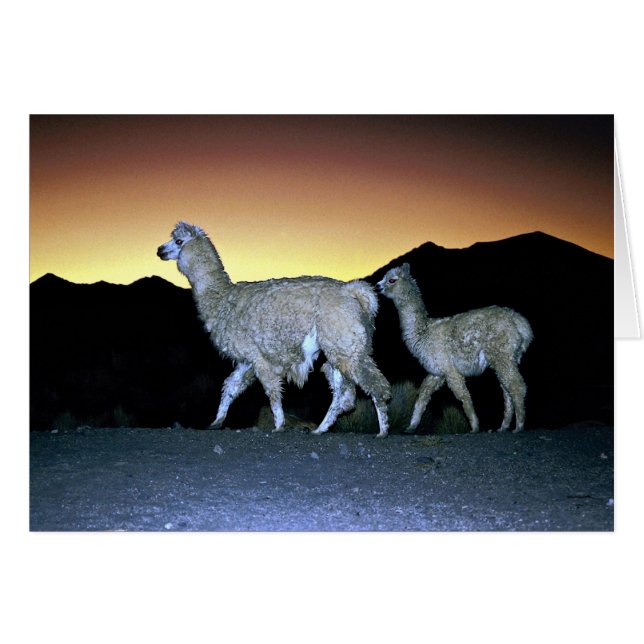 Lamas au coucher du soleil (Devant horizontal)