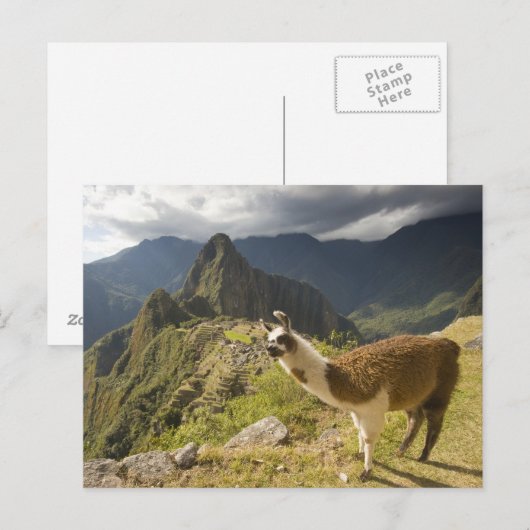 Lamas en een overblik op Machu Picchu, Briefkaart (Voorkant / Achterkant)