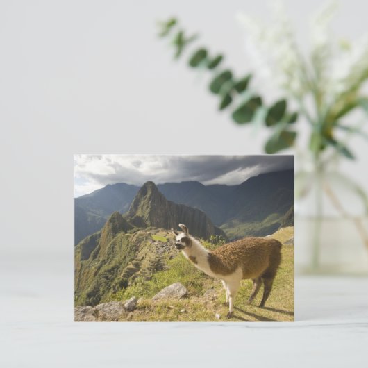 Lamas en een overblik op Machu Picchu, Briefkaart (Staand voorkant)