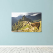 Lamas en een overblik op Machu Picchu, Canvas Afdruk (Insitu (Houten vloer))