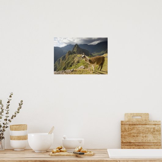 Lamas en een overblik op Machu Picchu, Poster (Keuken)