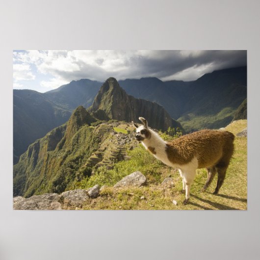 Lamas en een overblik op Machu Picchu, Poster (Voorkant)