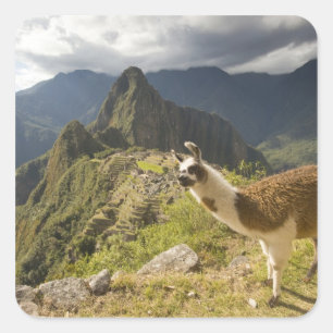 Lamas en een overblik op Machu Picchu, Vierkante Sticker