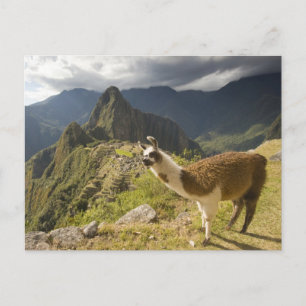 Lama's en een uitzicht op Machu Picchu, Briefkaart