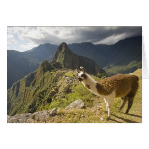 Lamas et un regard sur Machu Picchu,