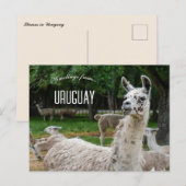 Lamas in Uruguay Briefkaart (Voorkant / Achterkant)