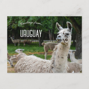 Lamas in Uruguay Briefkaart