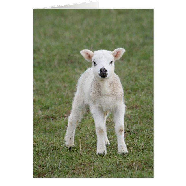 Lamb (Voorkant)
