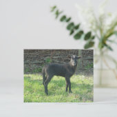 Lamb 2012 - Ladymermaid Briefkaart (Staand voorkant)