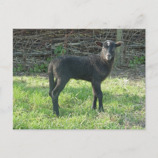 Lamb 2012 - Ladymermaid Briefkaart (Voorkant)