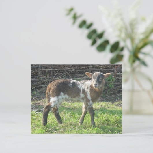 Lamb 2012: SusannaDuffy Briefkaart (Staand voorkant)