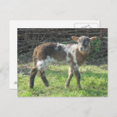 Lamb 2012: SusannaDuffy Briefkaart (Voorkant / Achterkant)