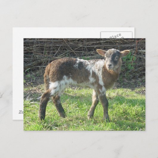 Lamb 2012: SusannaDuffy Briefkaart (Voorkant / Achterkant)