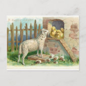 Lamb Avec Poussins Carte Postale De Vacances (Devant)