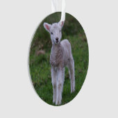 Lamb Baby Sheep Farm Animal (devant)