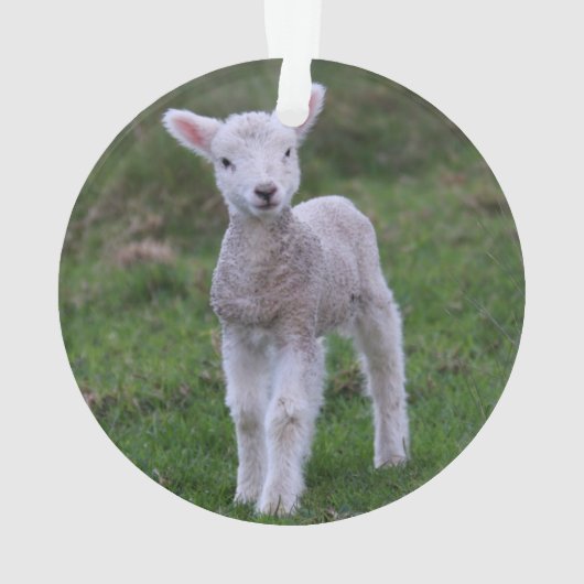 Lamb Baby Sheep Farm Animal (dos)