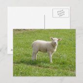Lamb Briefkaart (Voorkant / Achterkant)