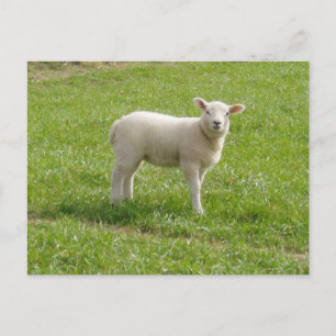 Lamb Briefkaart