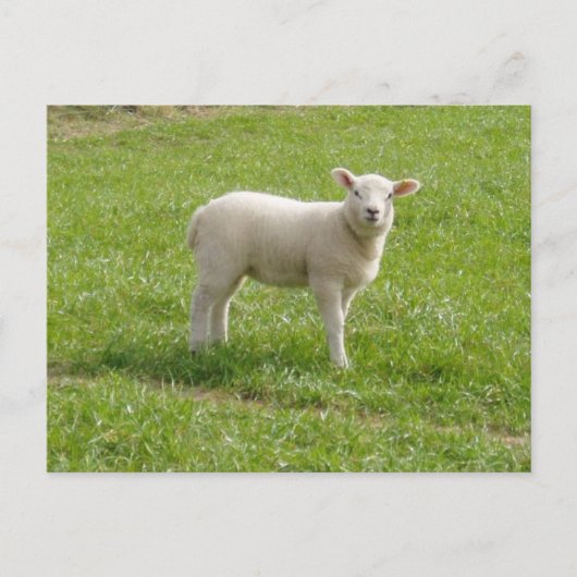 Lamb Briefkaart (Voorkant)