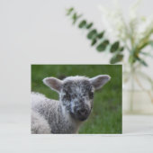 Lamb Briefkaart (Staand voorkant)