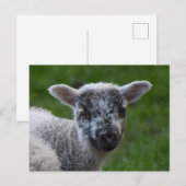 Lamb Briefkaart (Voorkant / Achterkant)