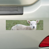 LAMB BUMPERSTICKER (Op auto)
