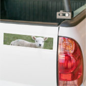 LAMB BUMPERSTICKER (Op Truck)