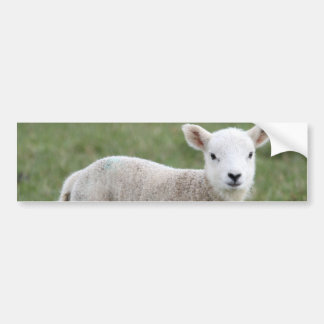 LAMB BUMPERSTICKER