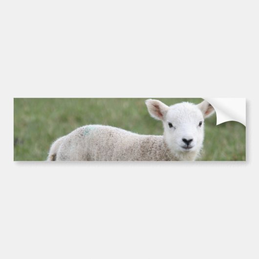 LAMB BUMPERSTICKER (Voorkant)