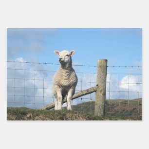 LAMB CUTE INPAKPAPIER VEL