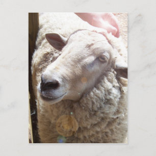 Lamb de Dieu Christian Art carte postale
