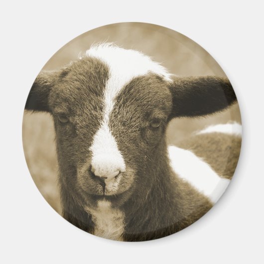 Lamb in Sepia Magneet (Voorkant)