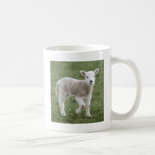 LAMB KOFFIEMOK