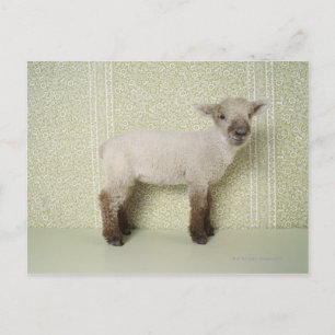 Lamb Permanent binnenshuis en bloembehangsel Briefkaart