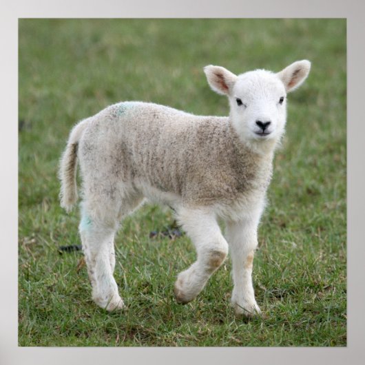 Lamb Poster (Voorkant)