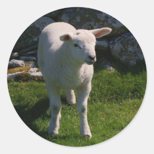 Lamb Ronde Sticker